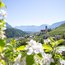 Blick auf ein Dorf mit Kirche und Bergen im Frühling, Obstblüten im Vordergrund